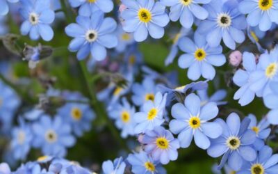 Historia de la flor «NOMEOLVIDES»