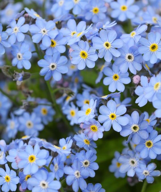 Historia de la flor «NOMEOLVIDES»