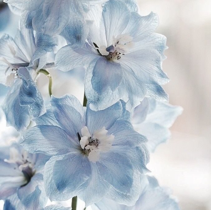 La novia que quiere flores azules en su boda