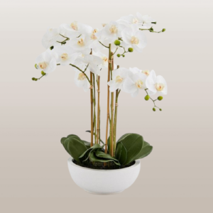 Orquídea Premium en maceta Blanca