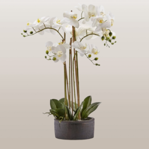 Orquídea Premium en maceta negra